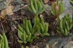 Largeflower fameflower